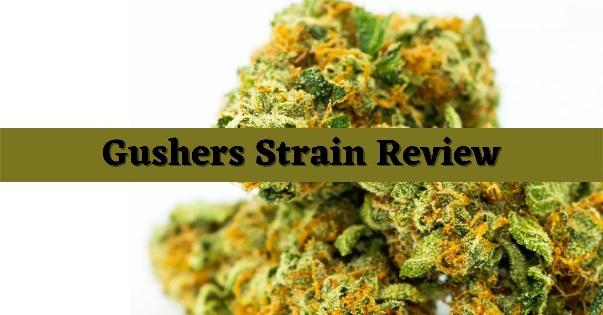 What is Gushers Strain? Gushers Strain Review